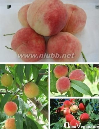 水蜜桃的营养价值 水蜜桃的营养价值与食用功效