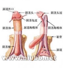 阿拉伯Jelq(挤奶)法之原理