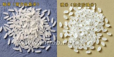 籼米 籼米和粳米的区别 如何区分籼米和粳米