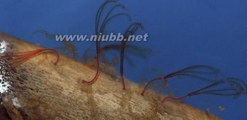 食骨蠕虫 惊奇：食骨蠕虫惊现地中海海域 以海洋生物尸肉骨骼为食
