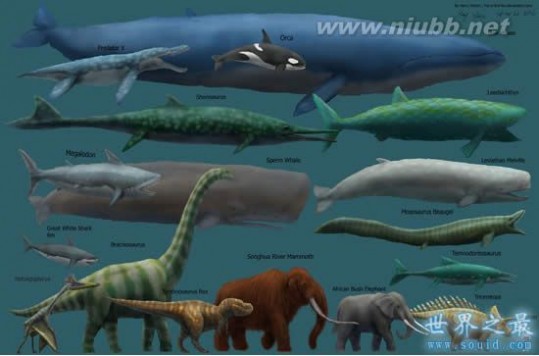 世界上最大的鲸鱼，蓝鲸_最大的鲸鱼