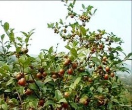 广西巨型油茶 广西茶油树种植的方法