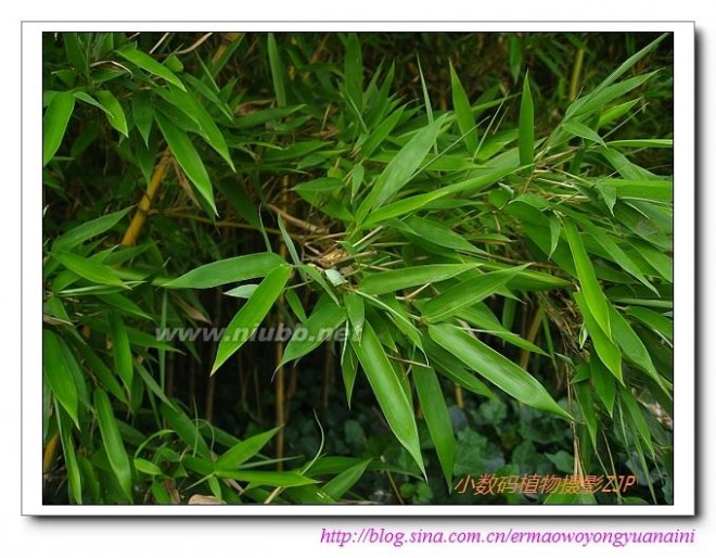 金镶玉竹——小数码植物摄影（434)
