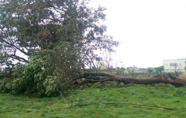 台风苏迪罗过境 福建台湾树倒水淹