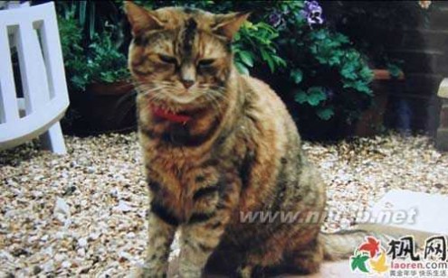 最长寿猫咪 英国最长寿猫咪24岁高龄打破吉尼斯世界纪录