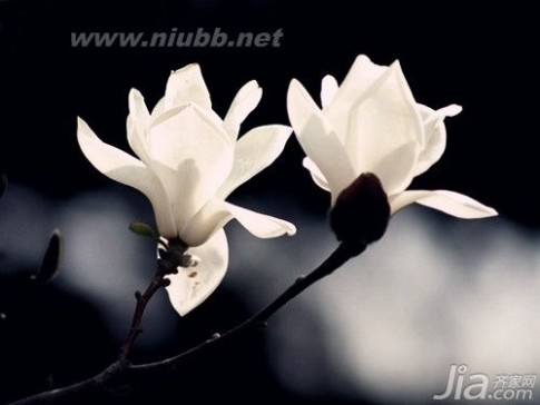 白玉兰花语 白玉兰的花语是什么 白玉兰花语介绍