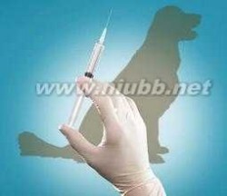 狂犬疫苗怎么打 狂犬疫苗什么时候打 狂犬疫苗怎么打