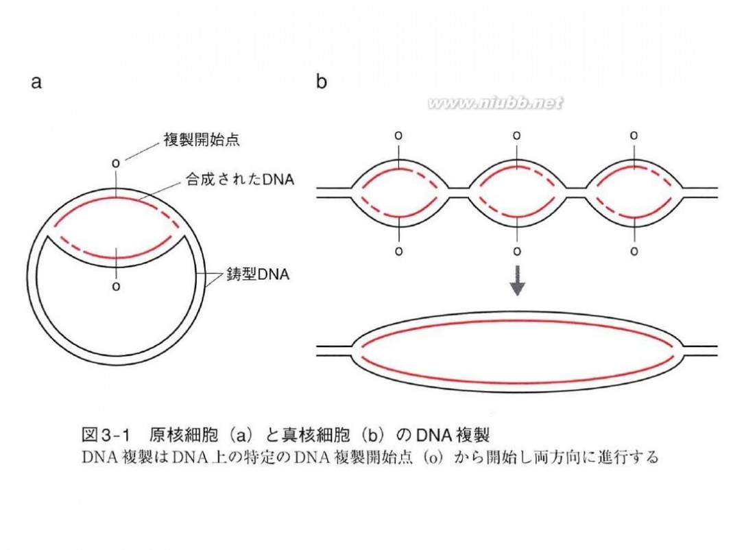 分子生物学课件 现代分子生物学课件-第二章