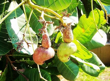 腰果树 腰果树生长习性，腰果树生长结果习性介绍