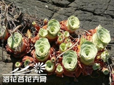 山地玫瑰 山地玫瑰(Greenovia dodrentalis)图片