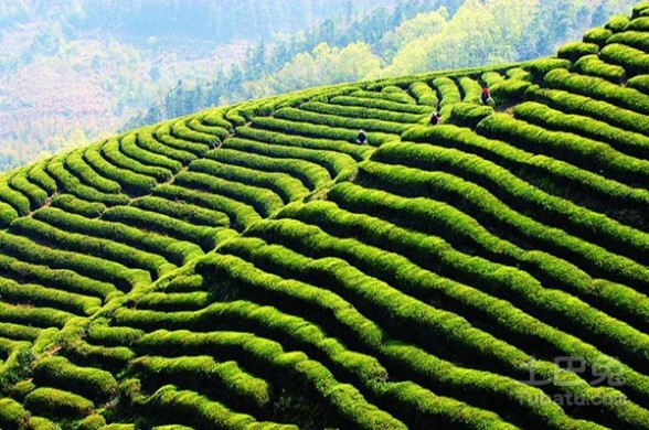 蒙顶山 蒙顶山茶价格，蒙顶山茶种类，蒙顶山茶的特点，属于什么茶