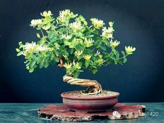 盆栽金银花种植技术 如何栽培金银花 金银花怎么养