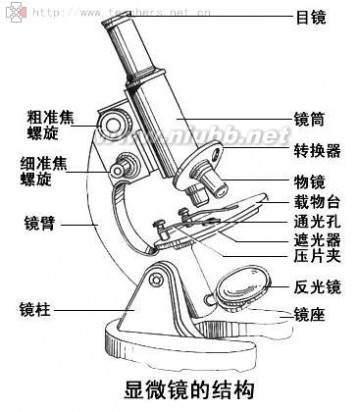 七年级生物上册复习提纲 人教版生物七年级上册复习提纲