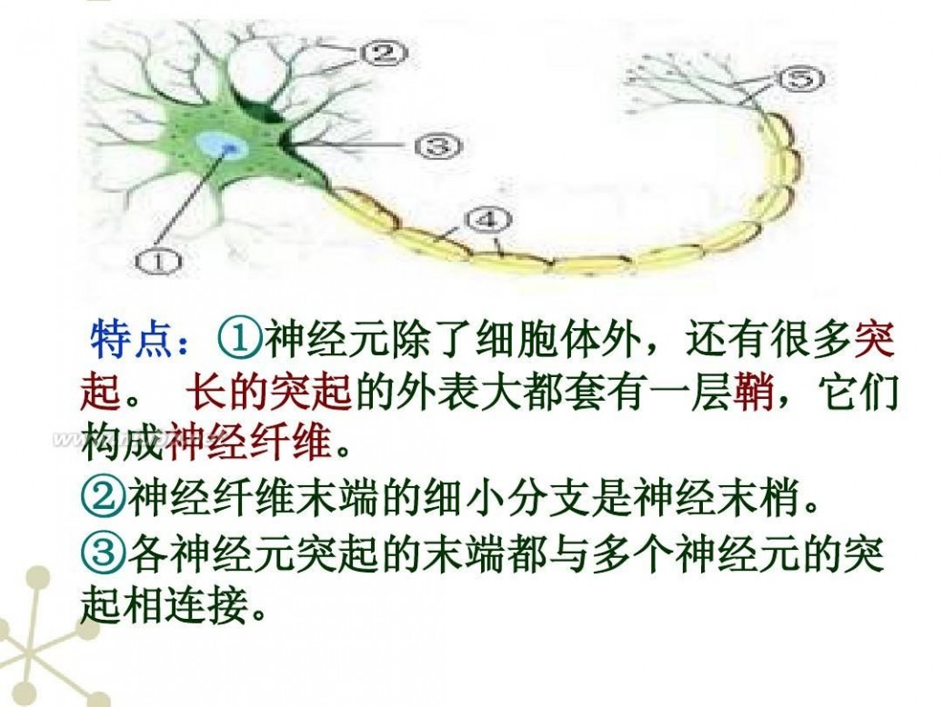 神经系统的组成ppt 神经系统的组成ppt_