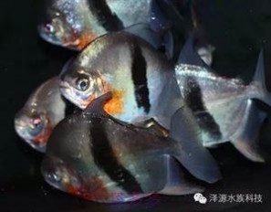 龙吐珠鱼 史上最经典的龙鱼混养及混养配鱼介绍