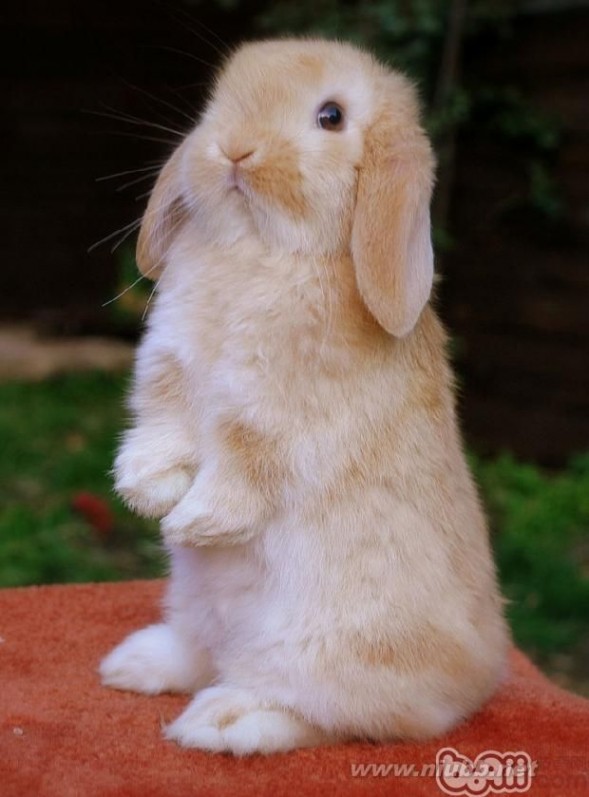 好看又好养的宠物兔推荐_宠物兔品种图片大全
