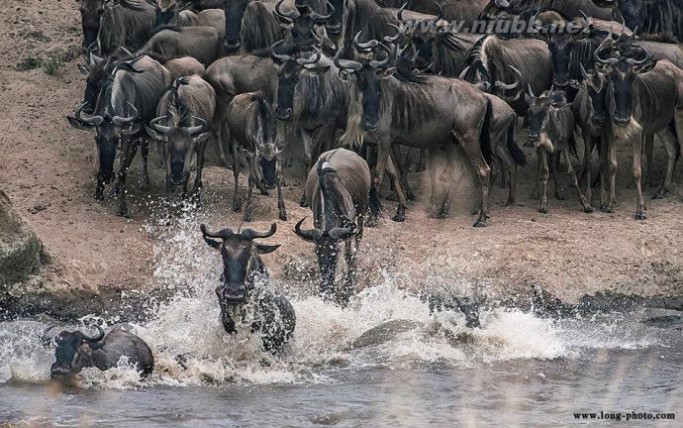 肯尼亚动物大迁徙摄影团——2014年最佳拍摄时间