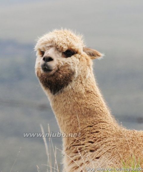玻利维亚（4）不是所有的羊驼都叫“草尼玛”