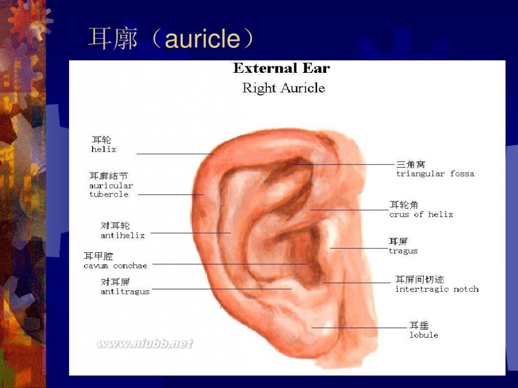 耳鼻喉科学 耳鼻喉科学