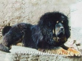 西藏獒犬：西藏獒犬-简介，西藏獒犬-来源_獒犬