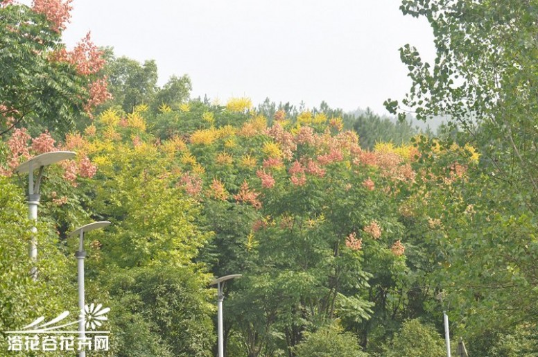 黄山栾树 黄山栾树图片