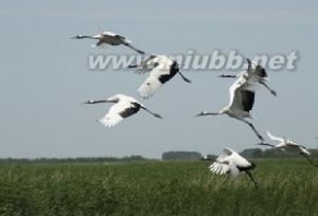 扎龙湿地：扎龙湿地-简介，扎龙湿地-位置与面积_扎龙湿地