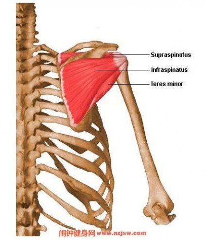 肩胛骨在哪 肩胛骨在哪,肩胛下肌的功能作用