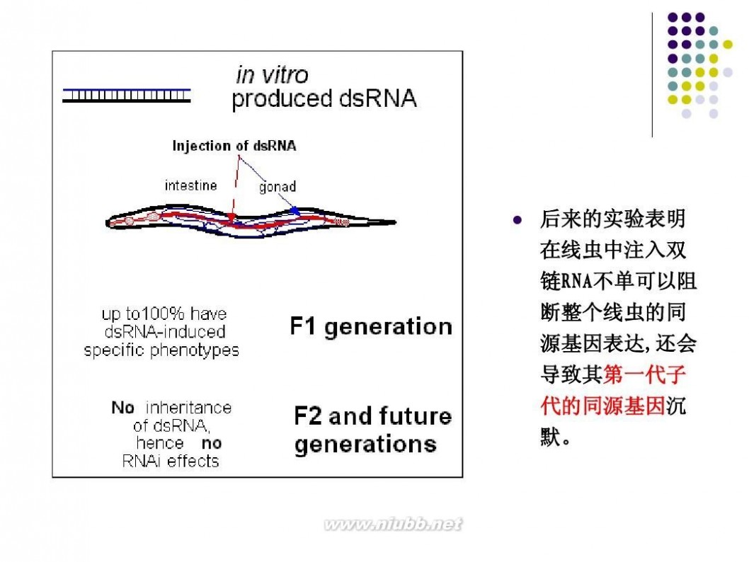 rna干扰 RNA干扰技术原理及应用