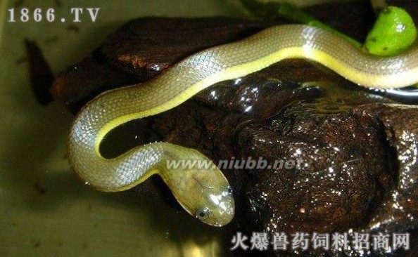 中华水蛇 水蛇多少钱一斤，水蛇价格