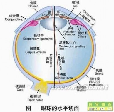 正常人体结构图 人体结构图