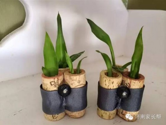 迷你盆栽 【手工DIY】别再买花瓶了，教你不花一分钱做盆栽！