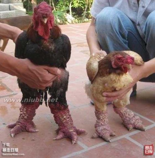 公鸡中的战斗鸡 越南怪鸡:公鸡中的战斗鸡，肯打鸡的专用鸡