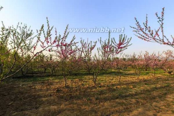 平谷桃花海 平谷大桃甲天下，春风吹皱桃花海