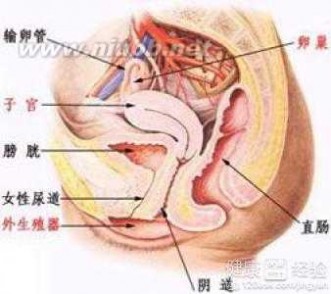 卵巢囊肿破裂怎么办 我得了卵巢黄体囊肿破裂，该怎么办好