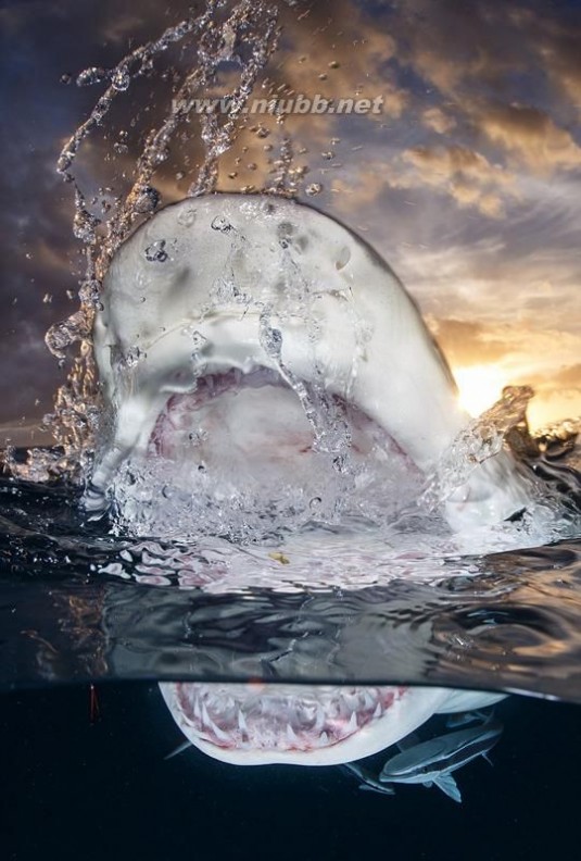 全球水下摄影大赛 全球水下摄影大赛作品：不仅仅惊艳