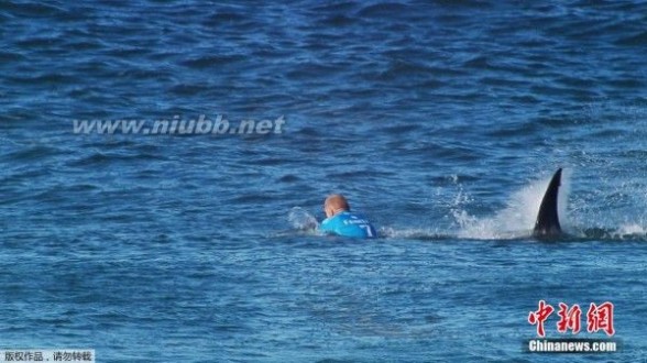 组图：世界冲浪冠军比赛中遭鲨鱼袭击 成功逃脱_运动员遭鲨鱼袭击