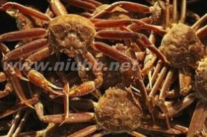 帝王蟹：帝王蟹-简介，帝王蟹-形态特征_塔斯马尼亚帝王蟹