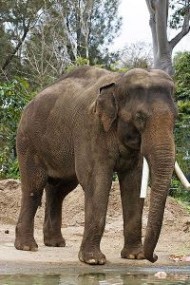 亚洲象：亚洲象-科学分类，亚洲象-外形特征_婆罗洲侏儒象