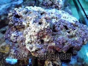养殖珊瑚礁 海水软体珊瑚养殖之设备配置篇