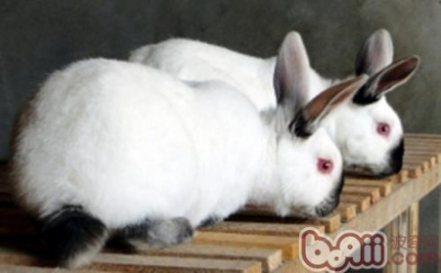 兔子的种类 大型兔兔种类汇总