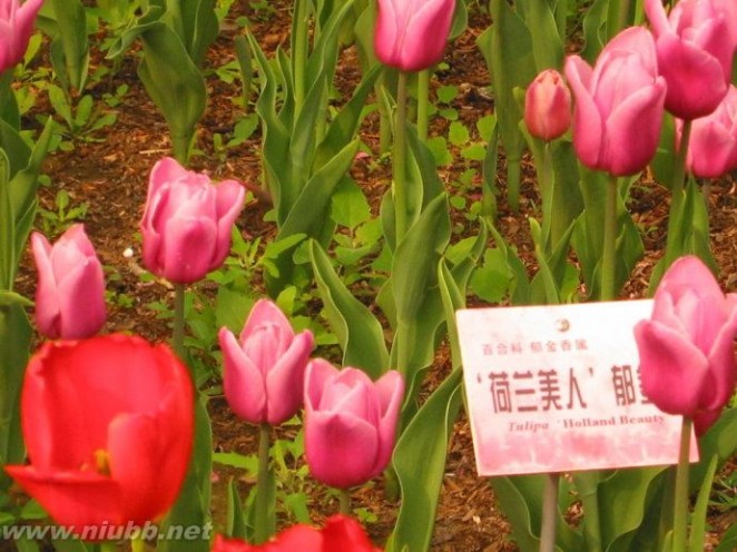 观赏北京植物园郁金香花展有感