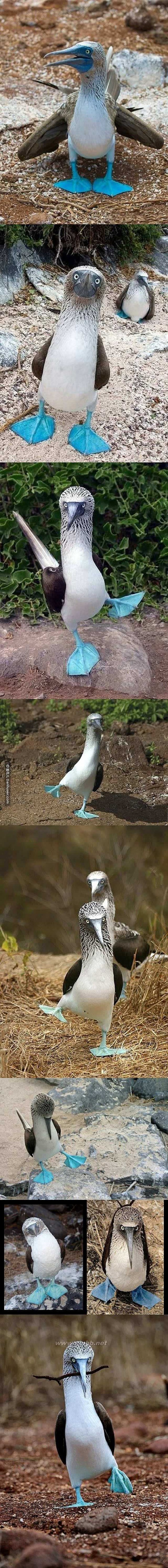 蓝脚鲣鸟 世上竟然有如此魔性的生物，对了！它叫蓝脚鲣鸟！！！