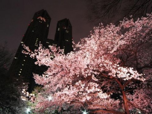 日本樱花夜景图片