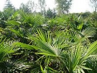 琼棕属 棕榈,棕榈的功效与作用_中药棕榈_棕榈是什么_棕榈的用法用量