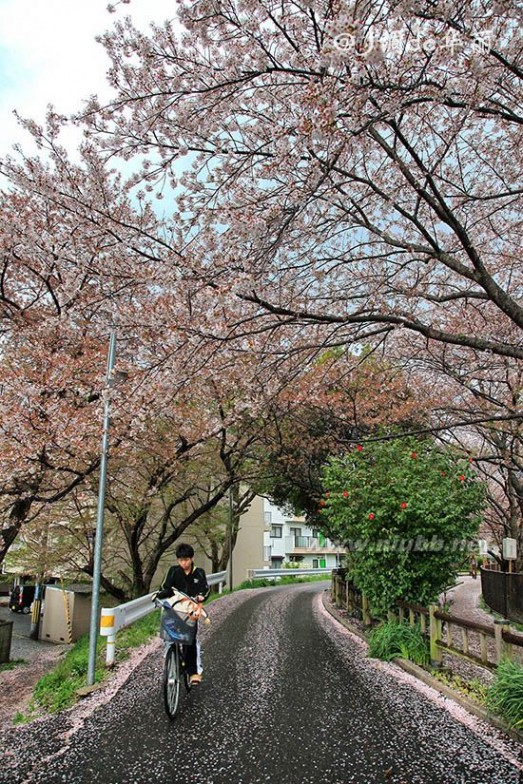 【日本】烟雨奈良，朦胧了一纸樱花梦