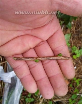 嫁接技术：油茶树怎么嫁接茶花？_油茶树嫁接