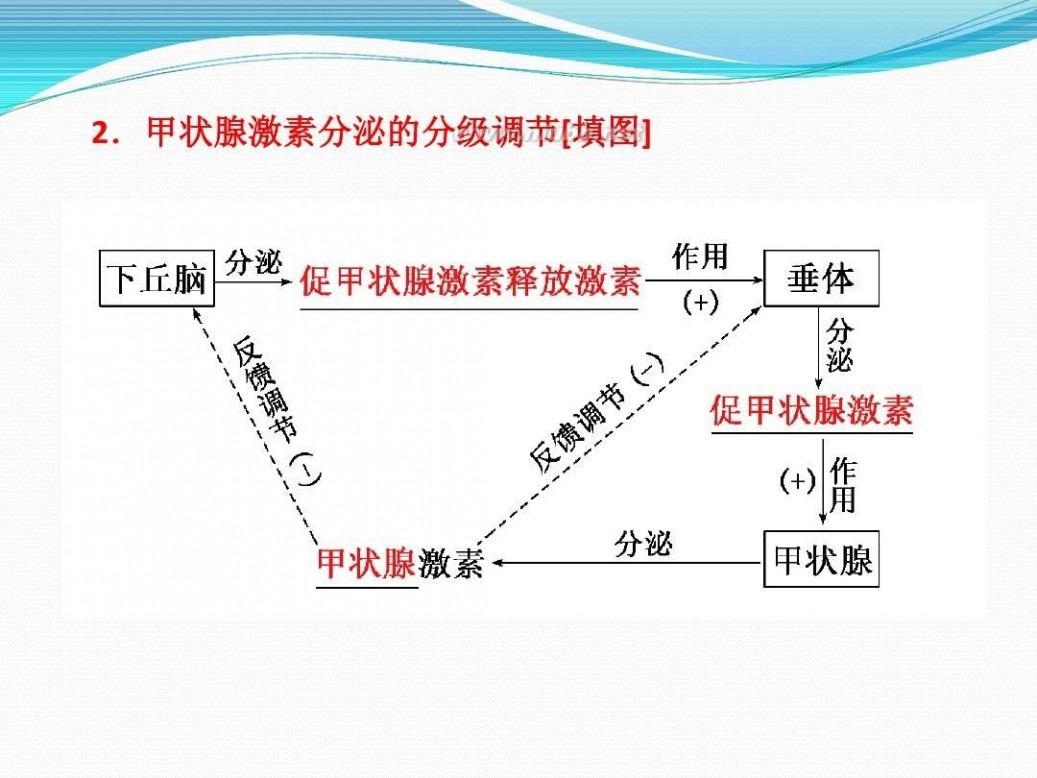 体液调节 体液调节