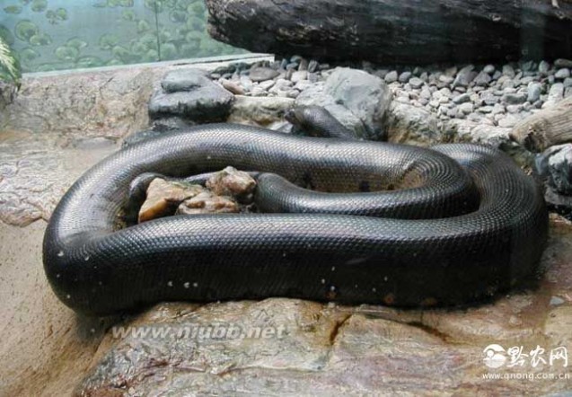你知道世界上最大的蛇是什么吗？_最大的蛇