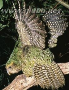 鸮鹦鹉：鸮鹦鹉-外形特征，鸮鹦鹉-分布范围_鸮鹦鹉