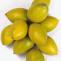 橄榄菜是什么 橄榄,橄榄的功效与作用_中药橄榄_橄榄是什么_橄榄的用法用量
